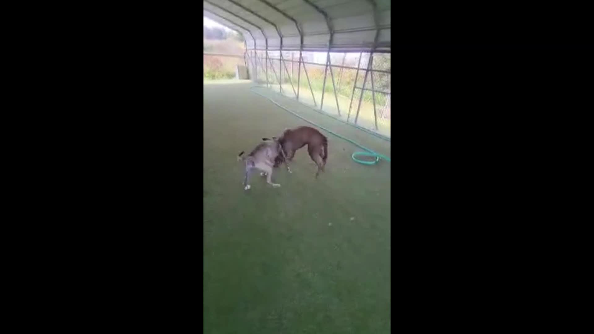 Dogs playing