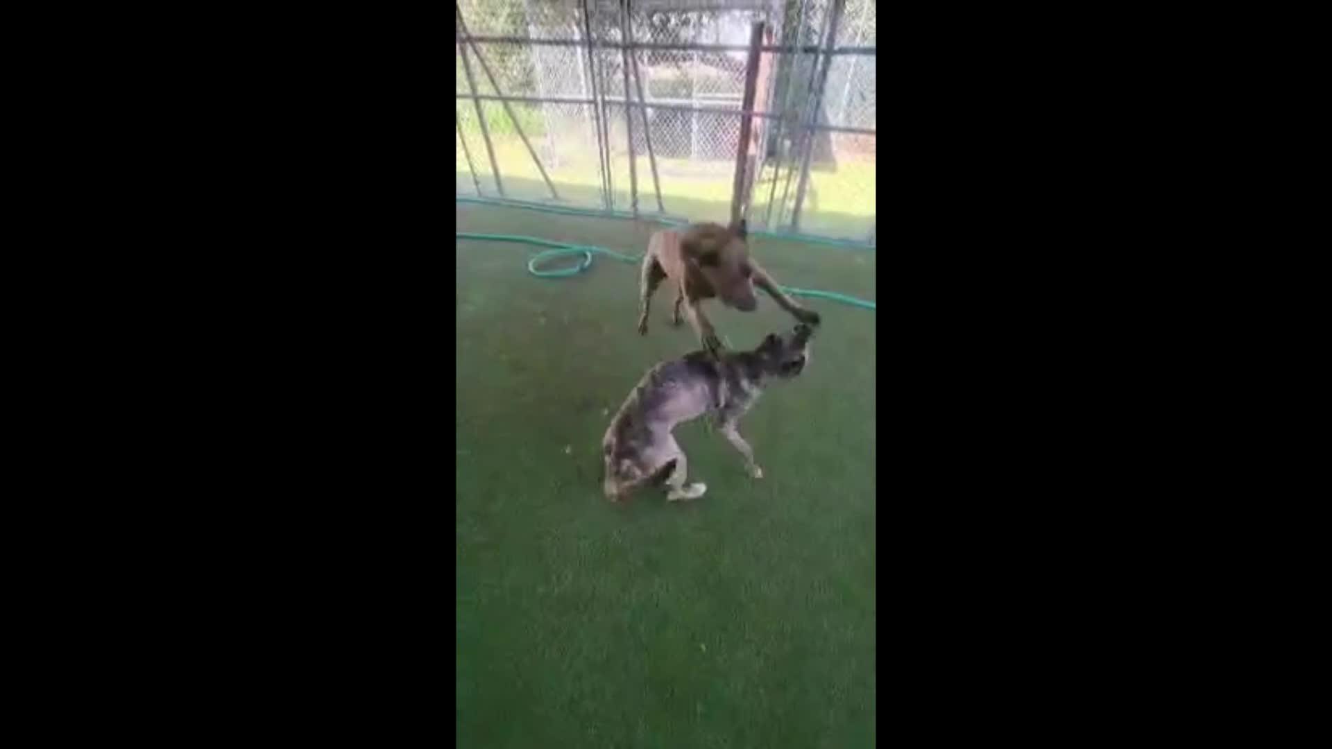 Dogs playing