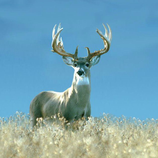 Packages - 74 Ranch Resort