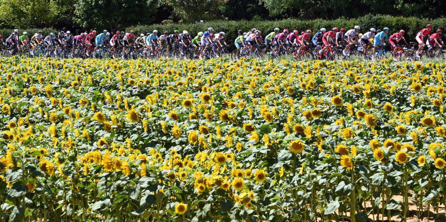 sunflowers bikers