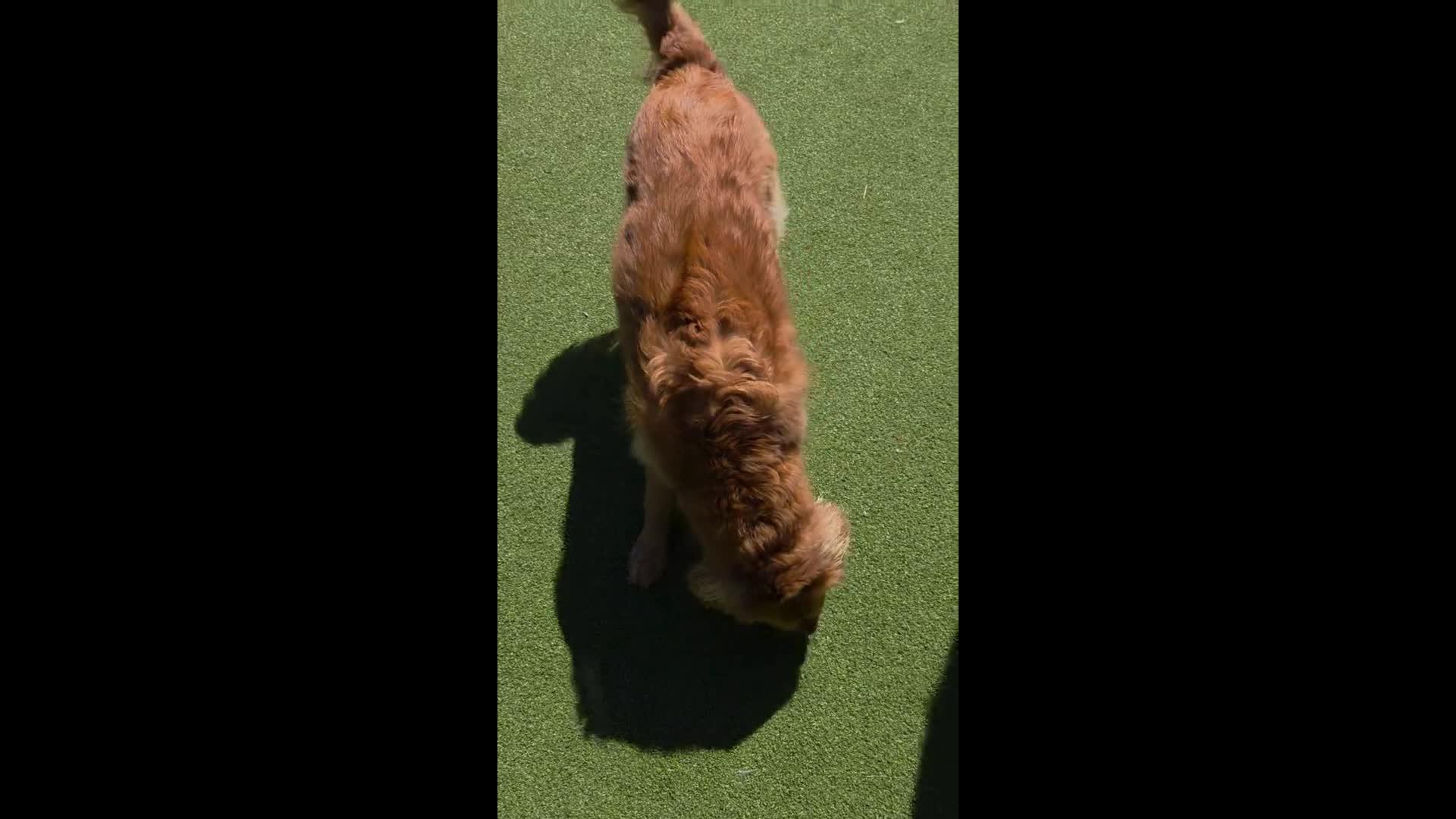 dogs playing in pool.