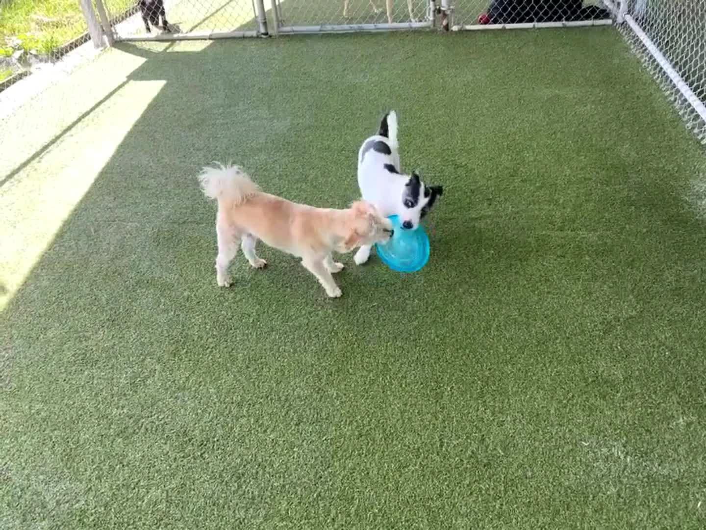 dogs playing in pool.