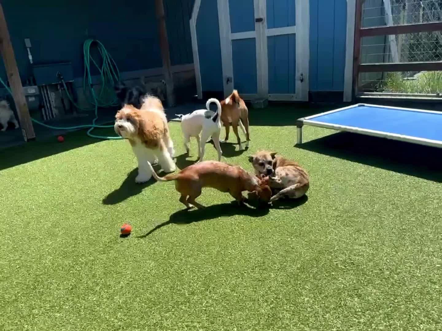 Dogs Playing