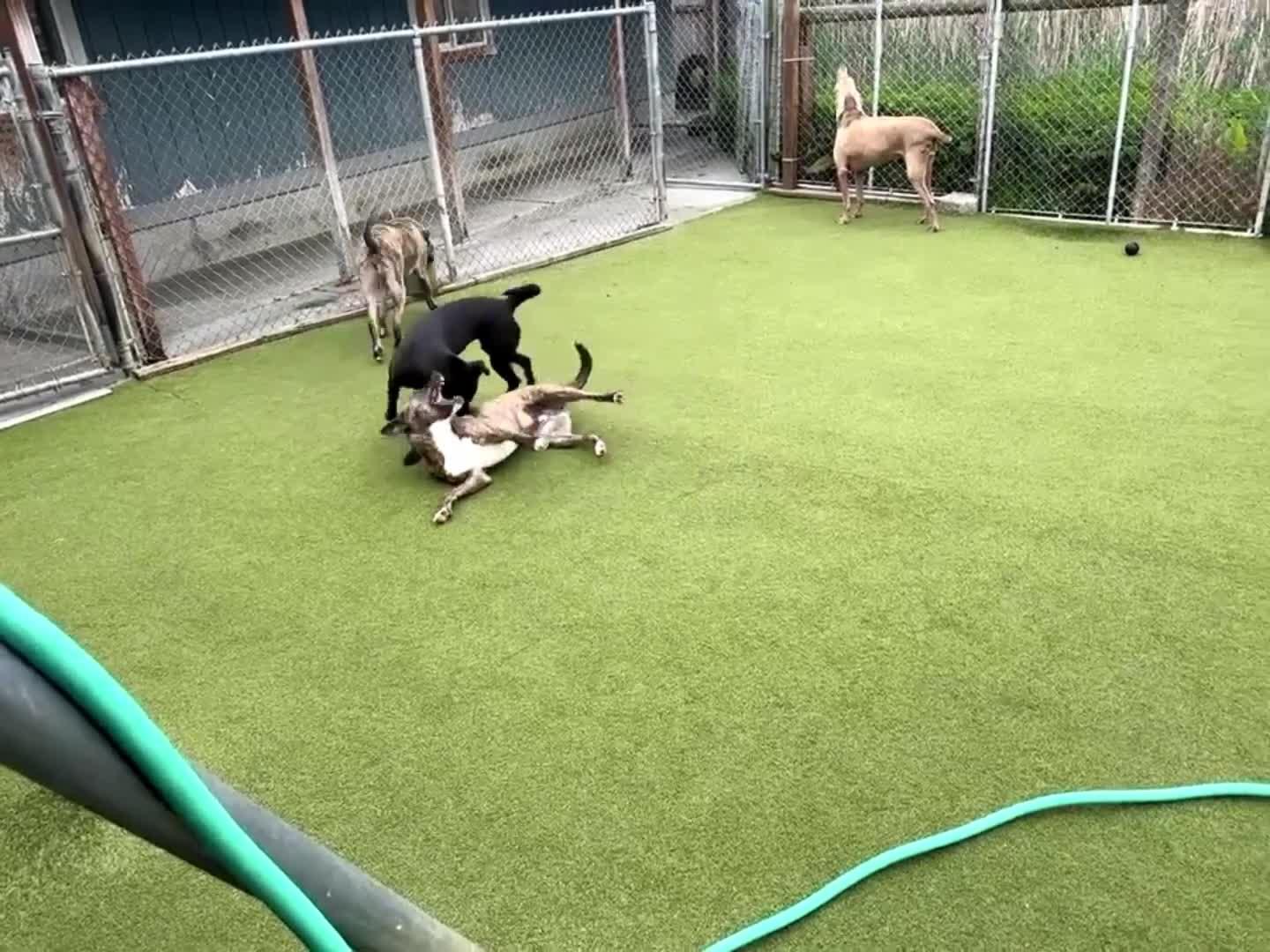 Dogs Playing
