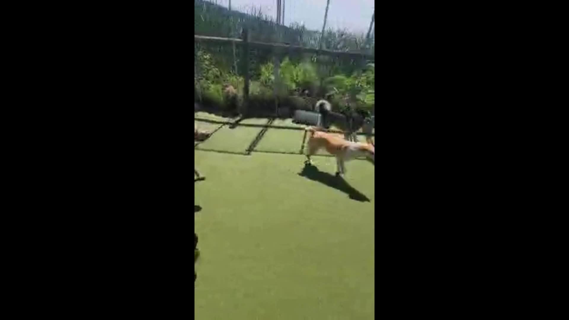Dogs playing
