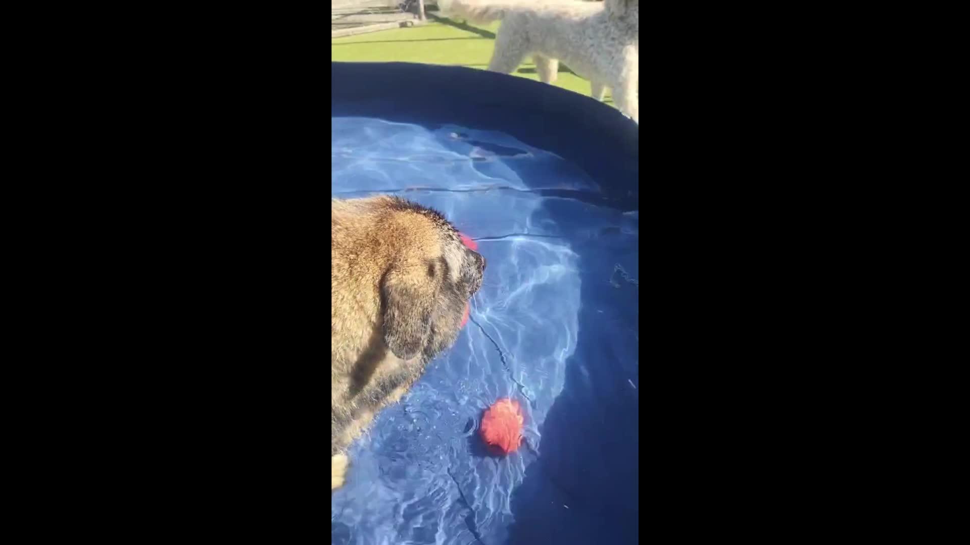Dogs playing