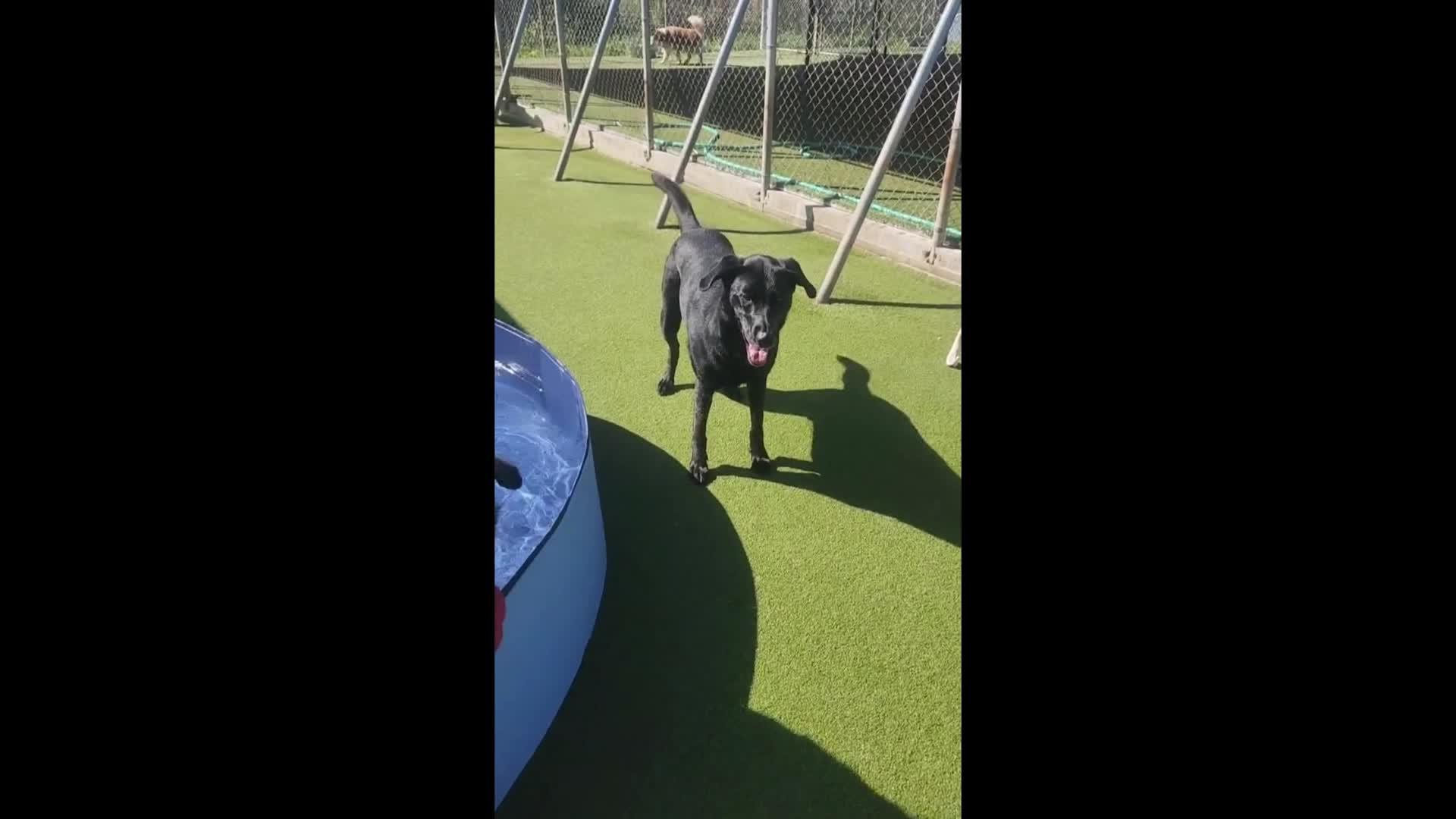 dogs playing