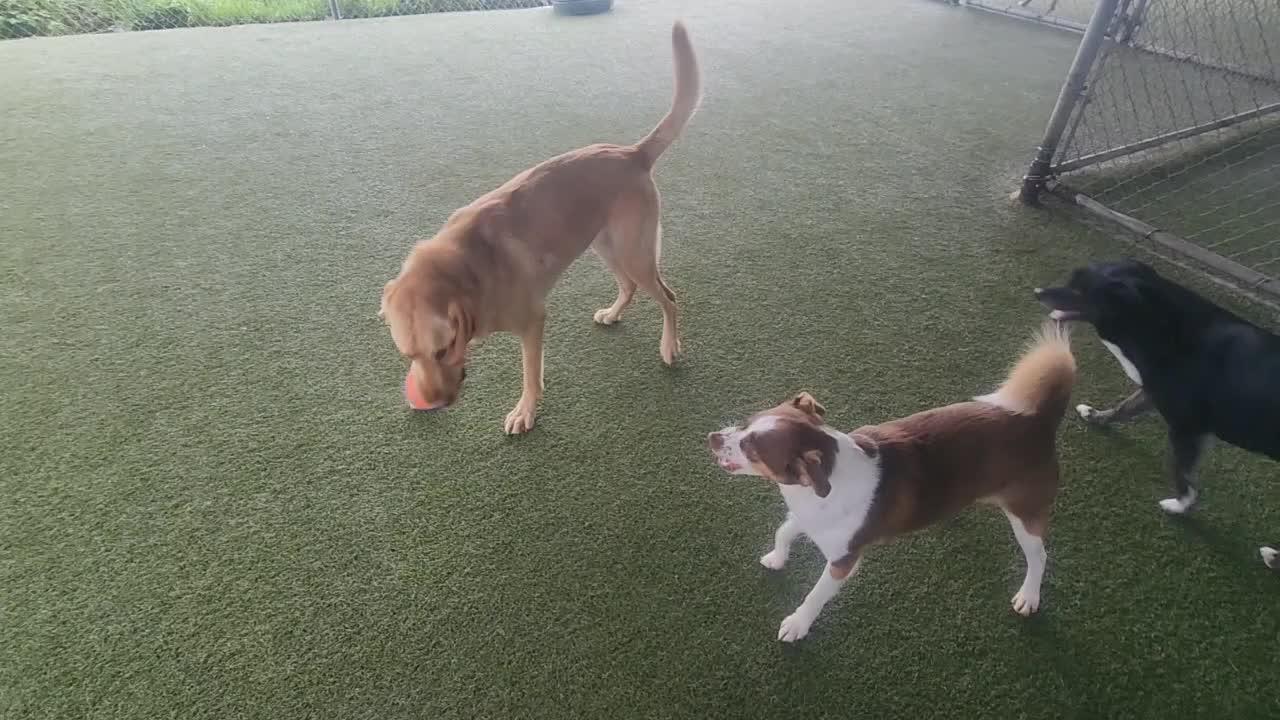 Dogs Playing