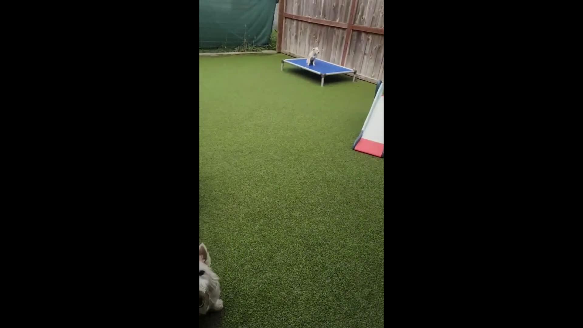 Dogs Playing