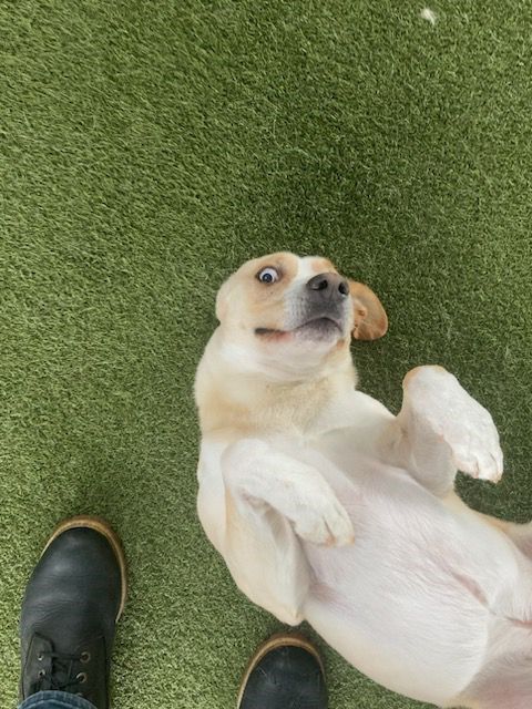 Dog
