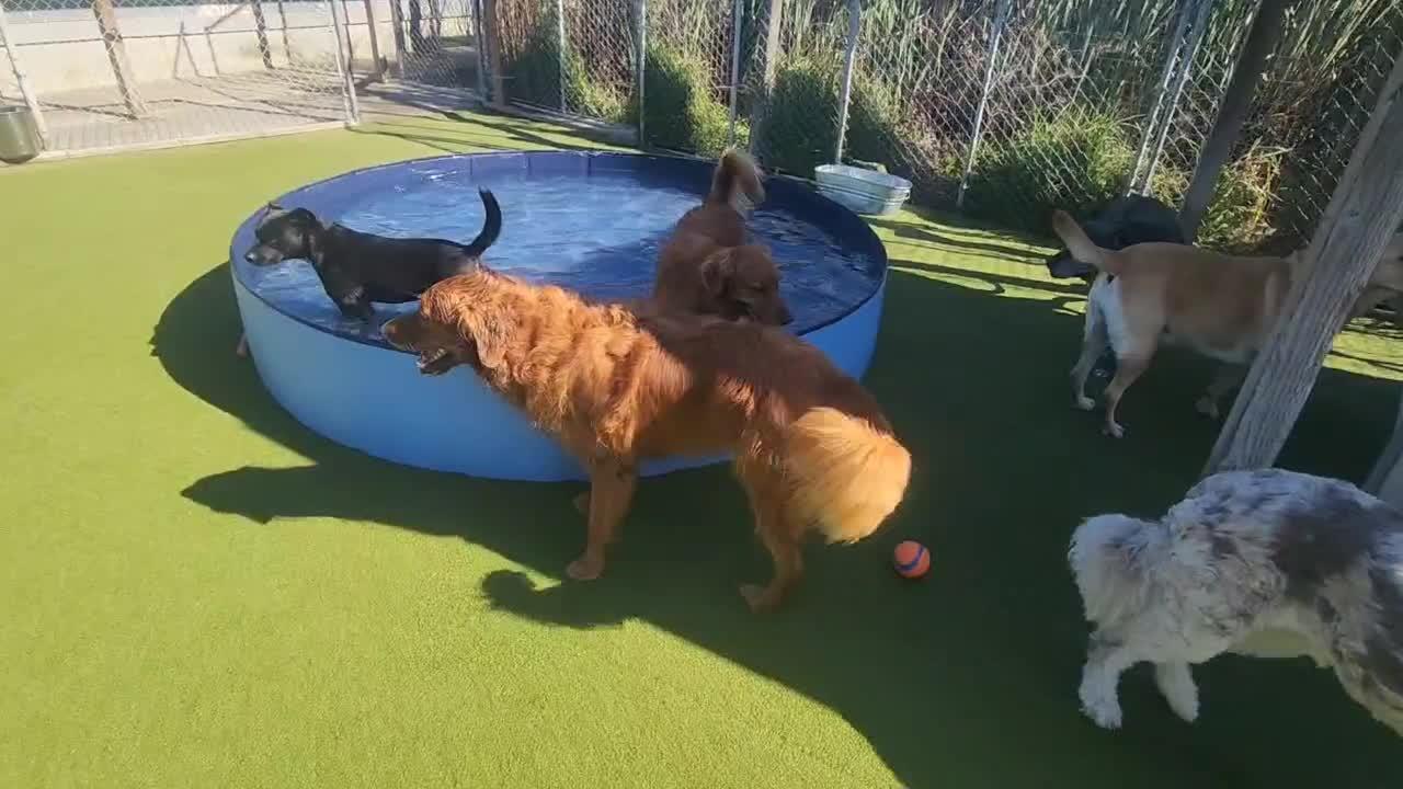 Dogs playing