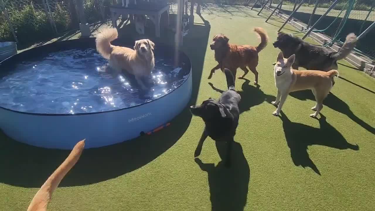 dogs playing