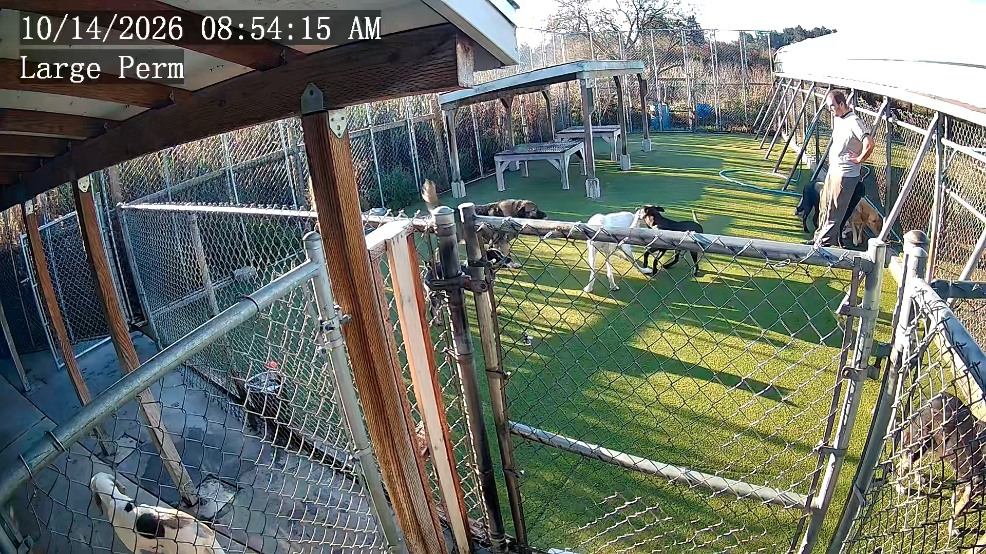 Dogs playing