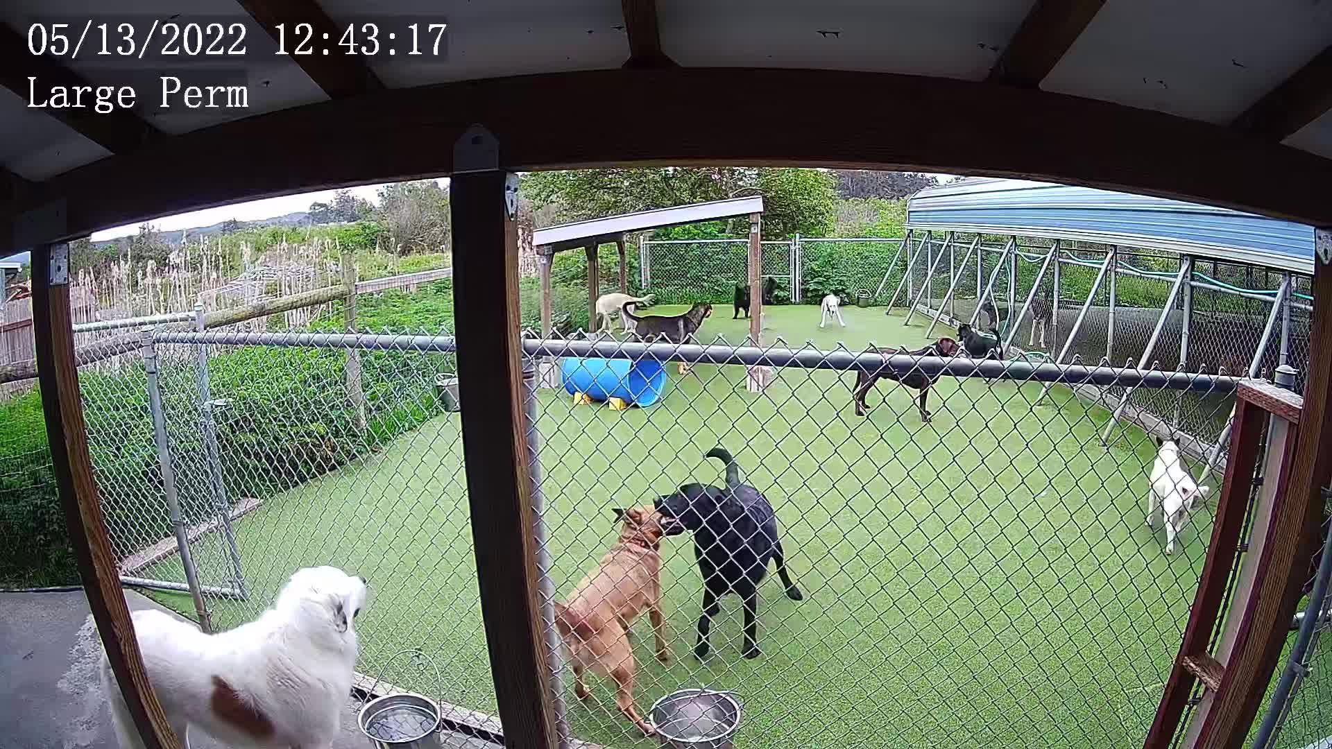 Large perm- dogs playing