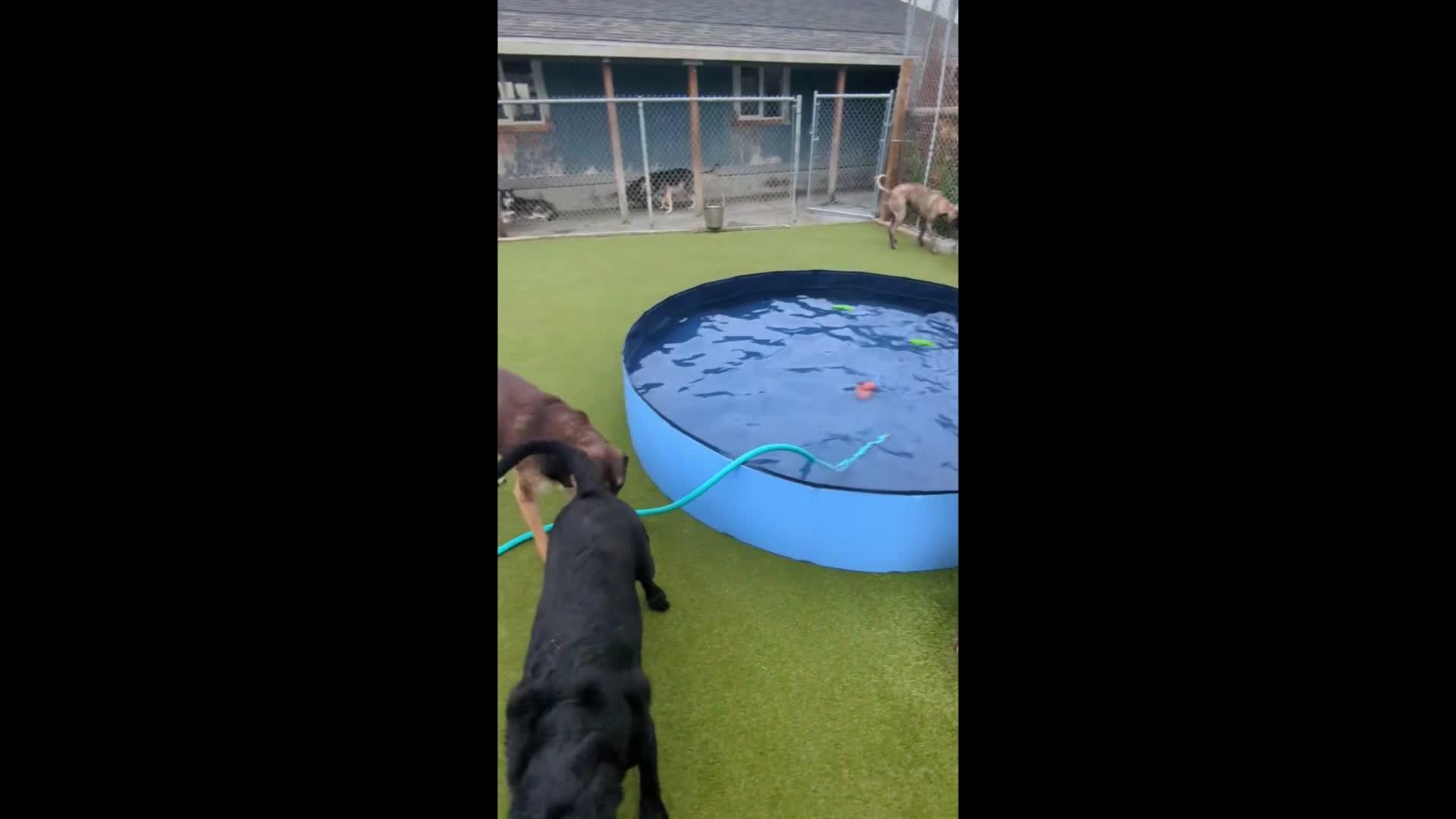 Dogs playing in a kiddie pool.