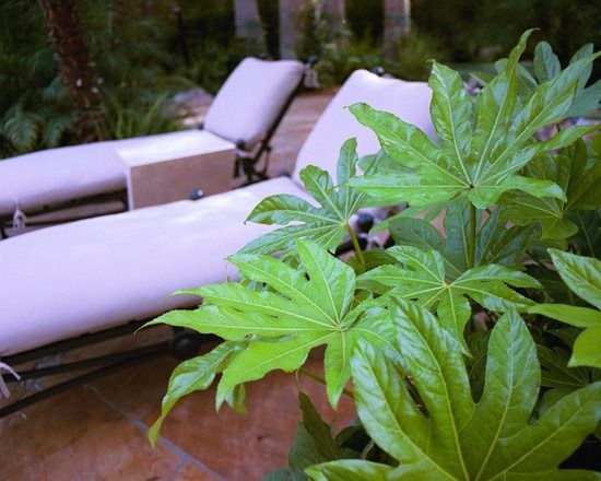 Tranquility In Las Vegas