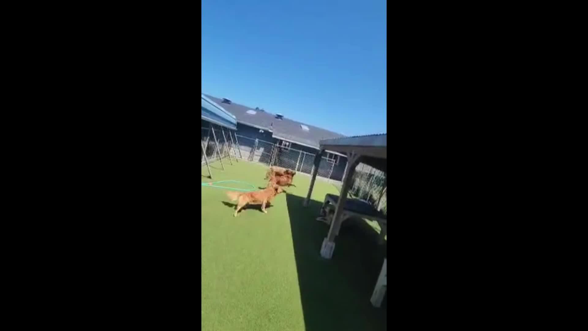 Dogs playing
