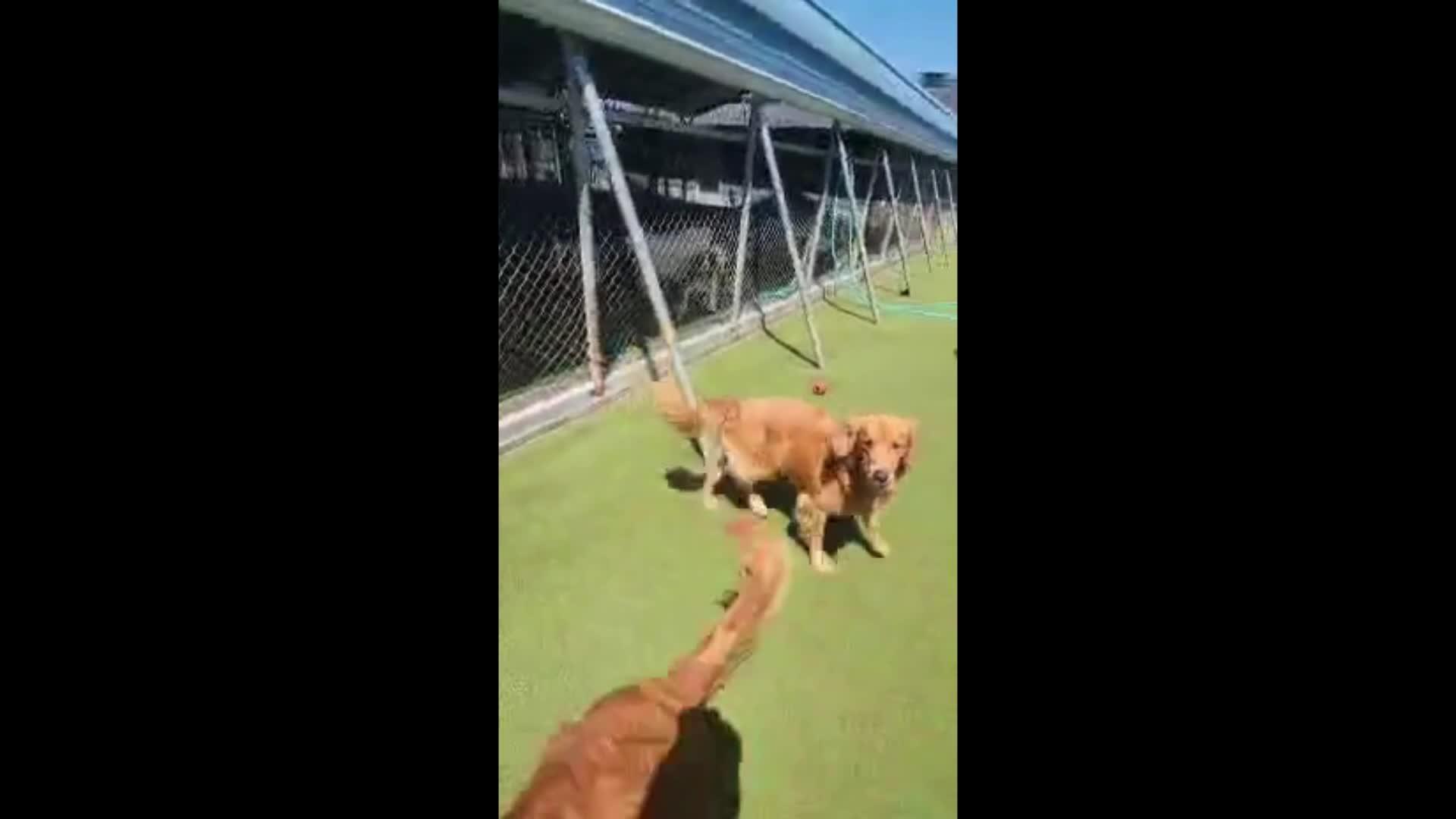 Dogs playing