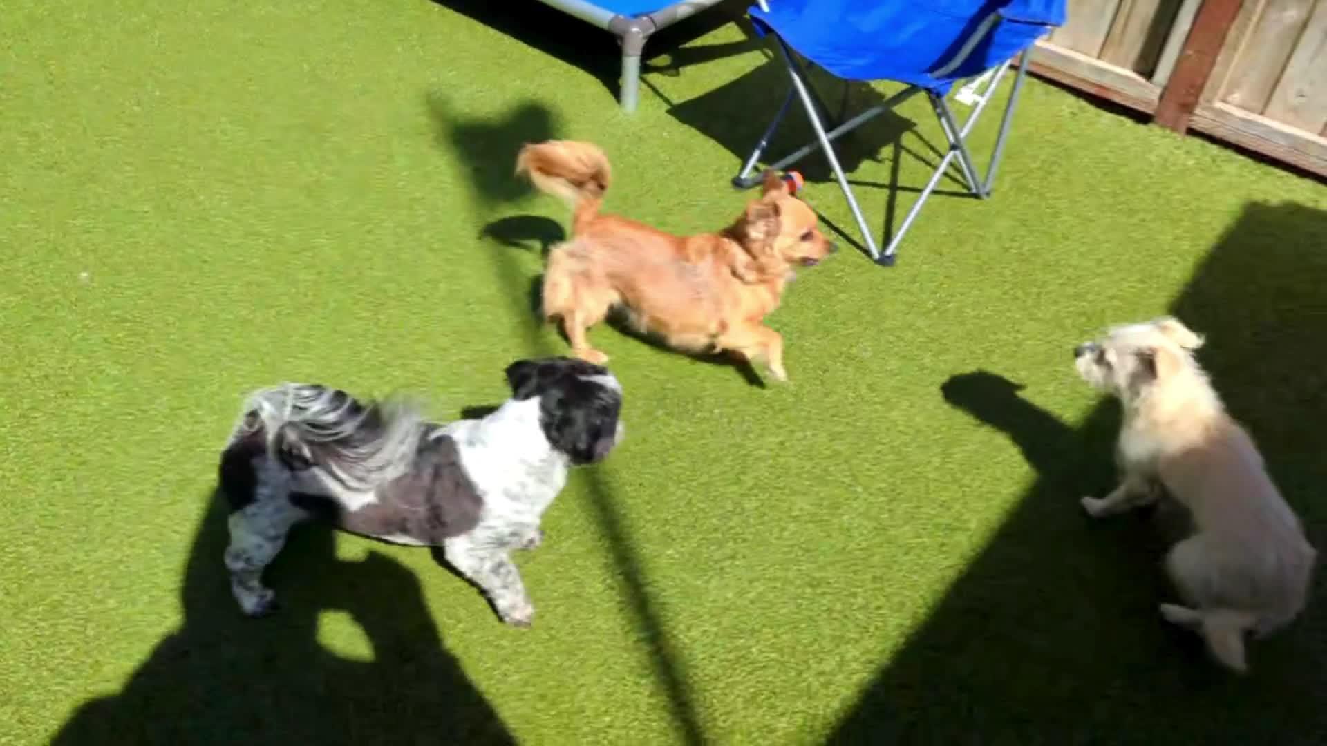 dogs playing in pool.