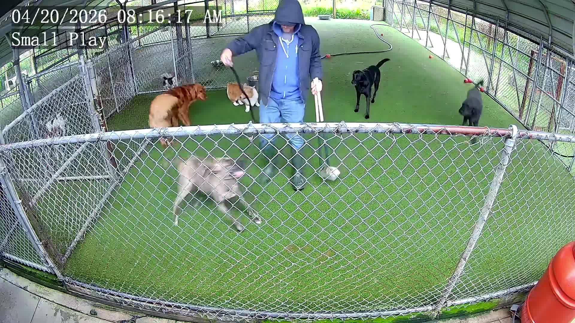 Dogs Playing