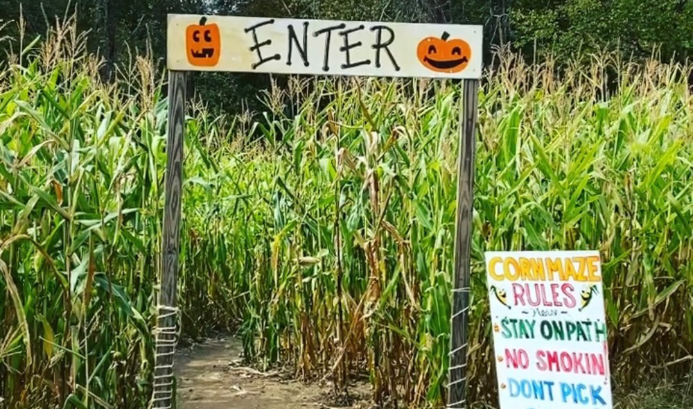 Corn Maze