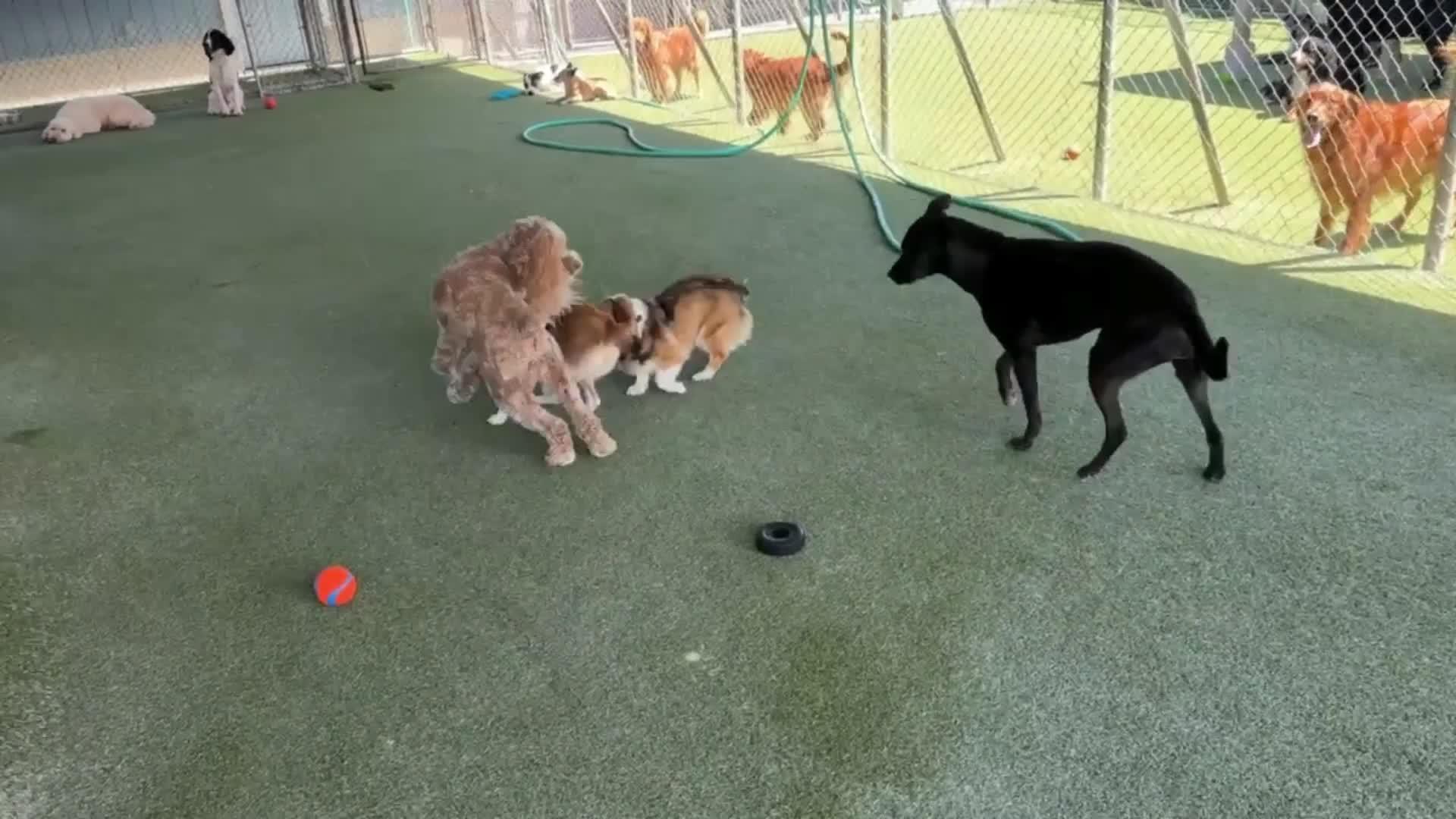 dogs playing in pool.