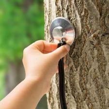 Arborist Consultation