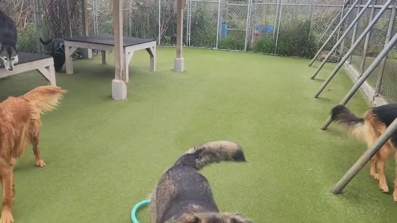 Dogs playing