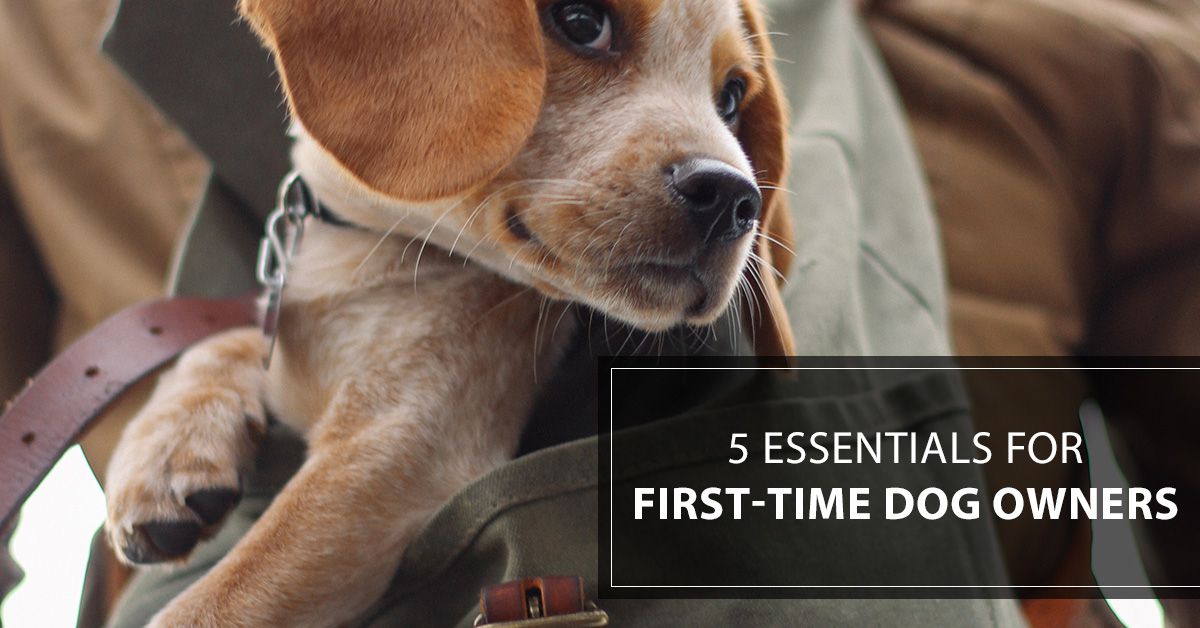 essentials for dog owners