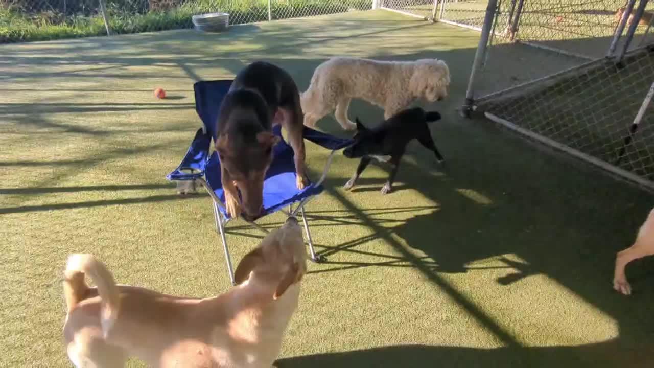 Dogs playing