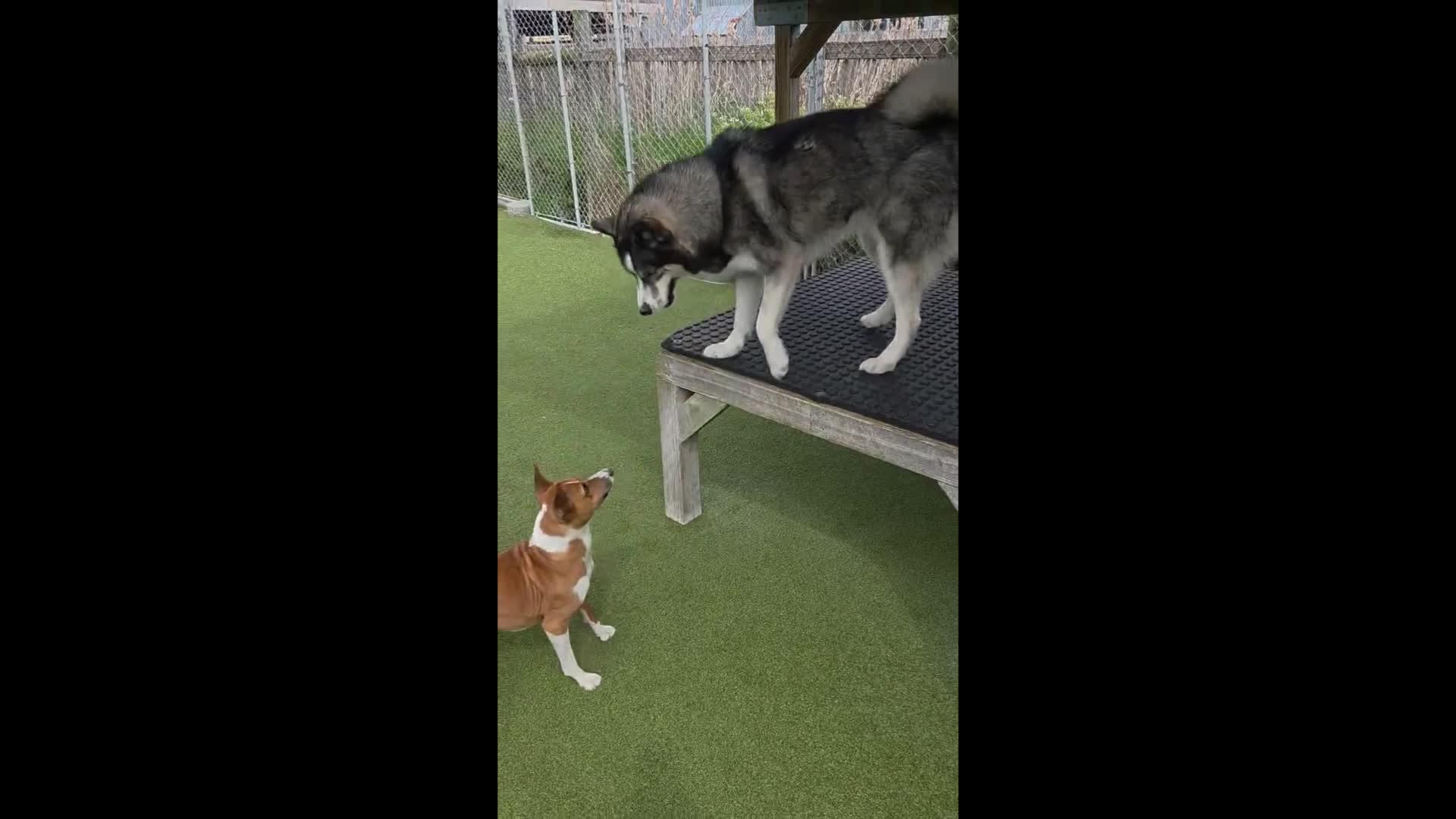 dogs playing in pool.
