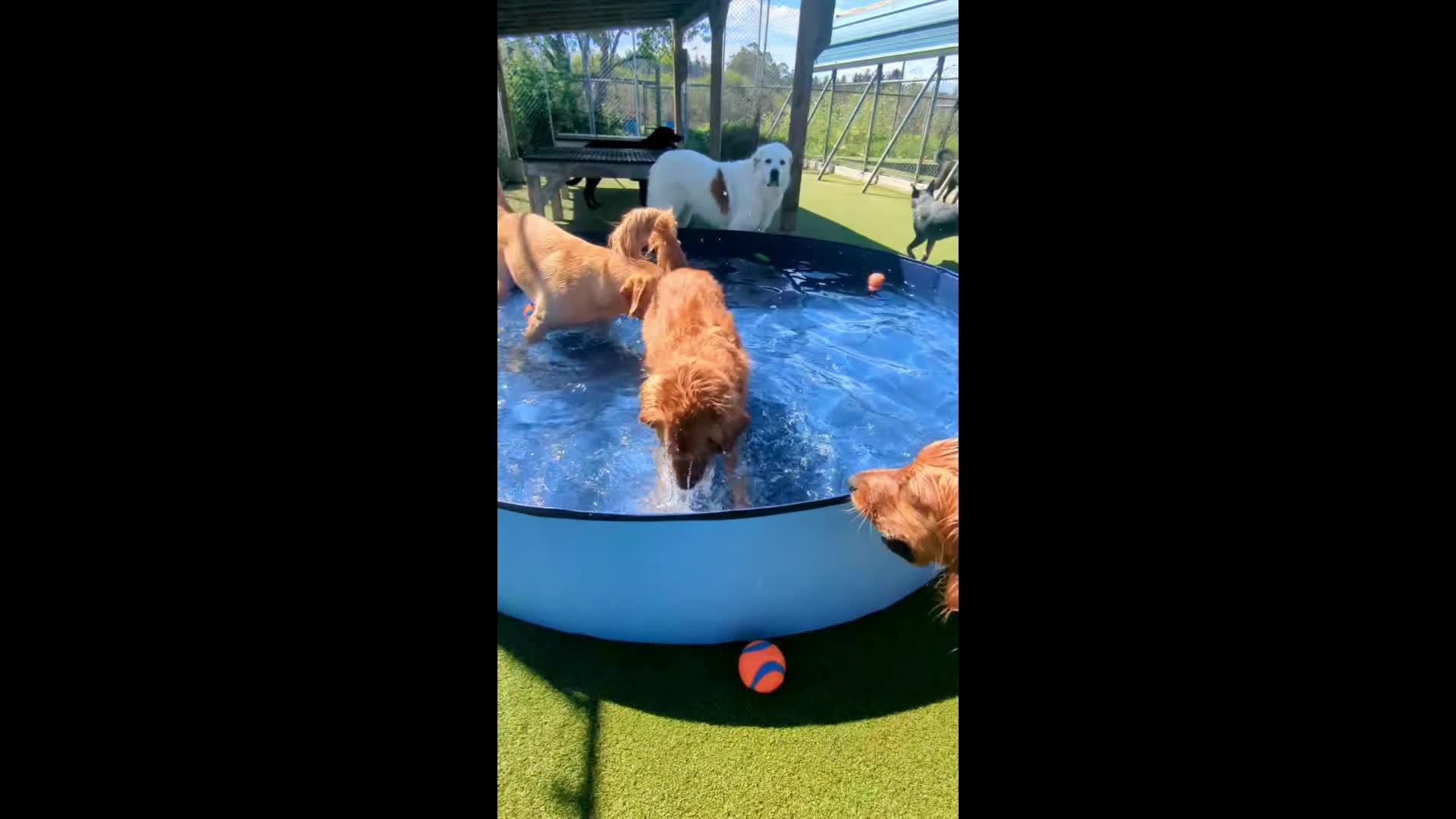 dogs playing in pool.