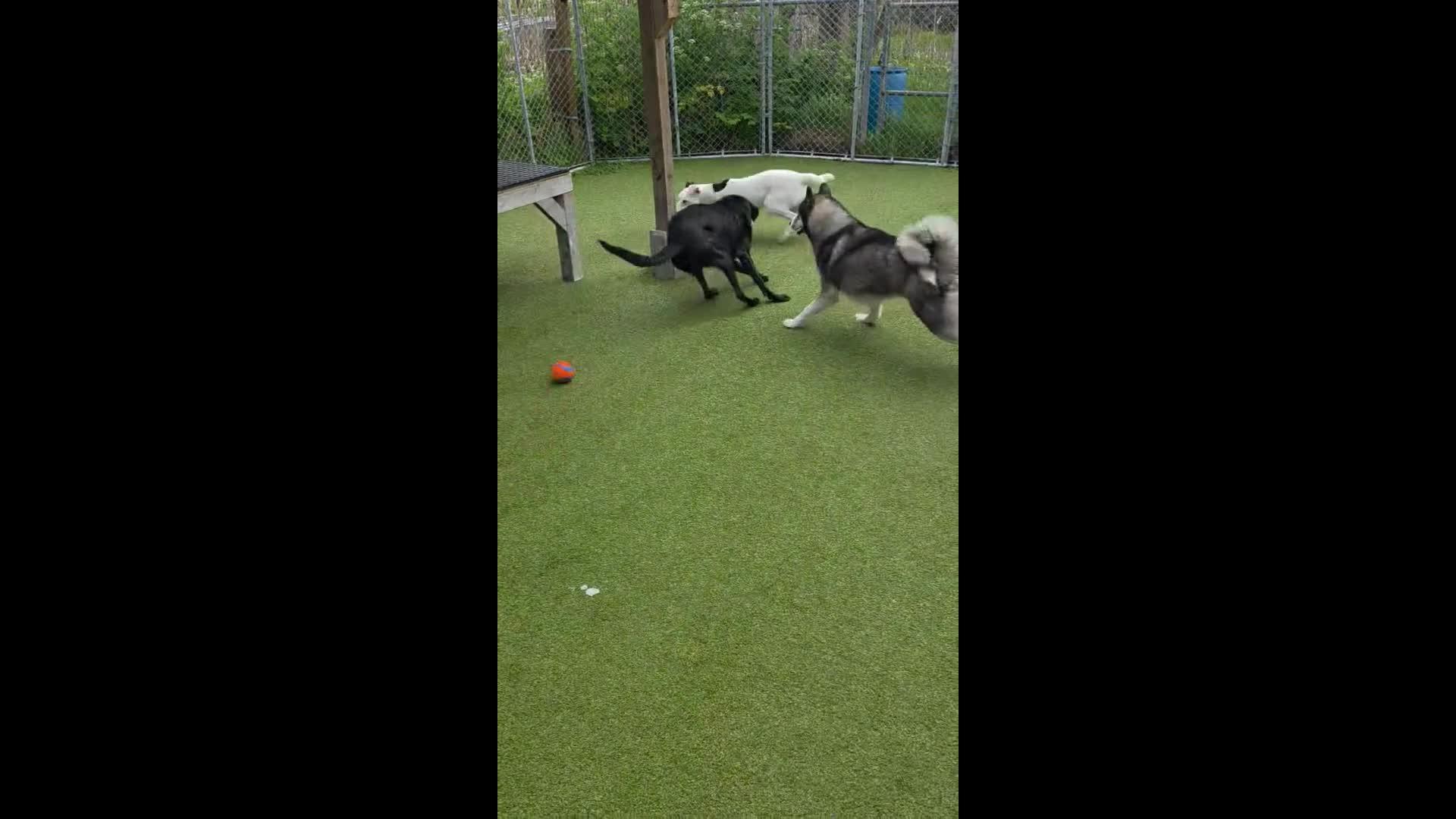 Dogs Playing