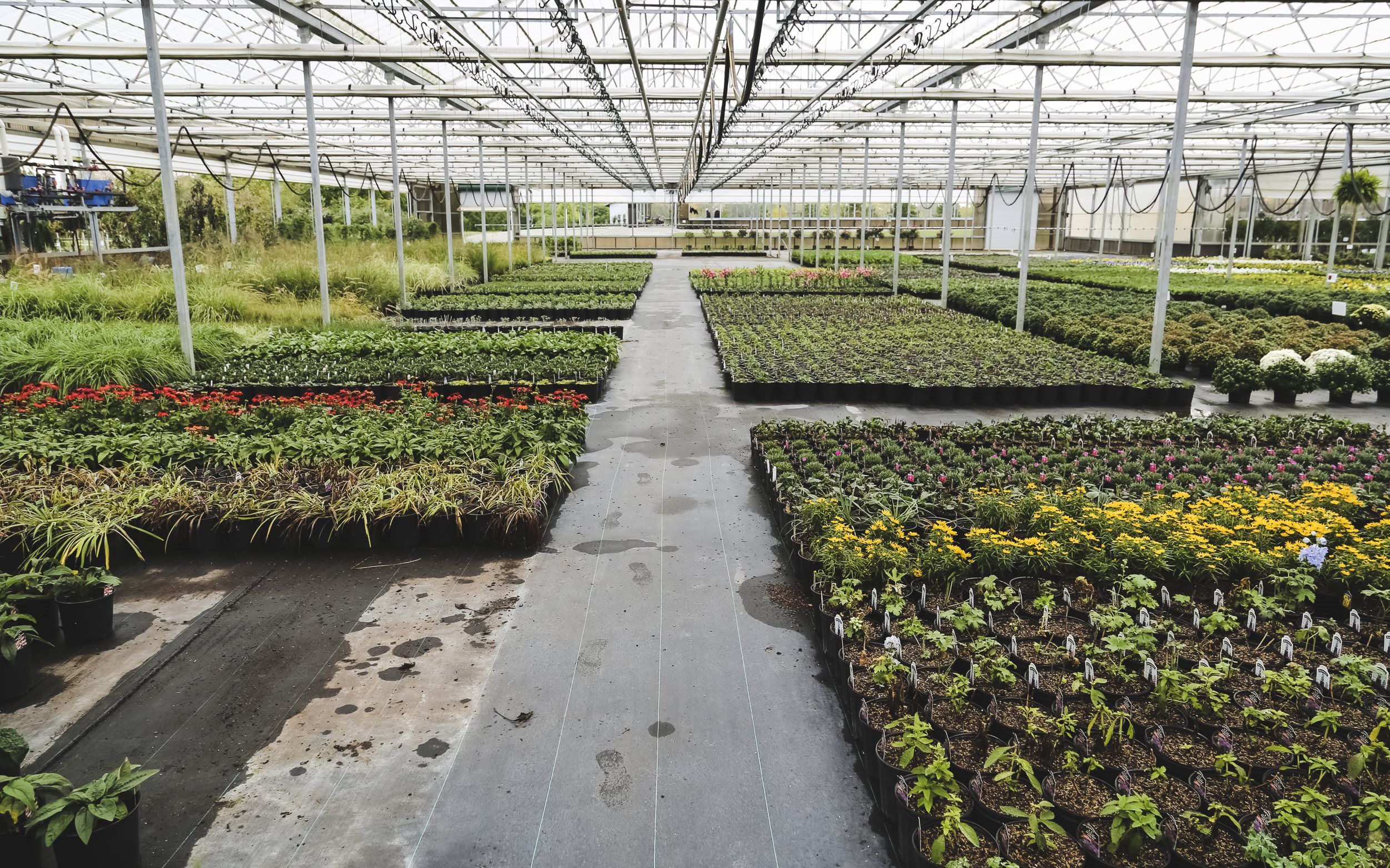 chesapeake nurseries