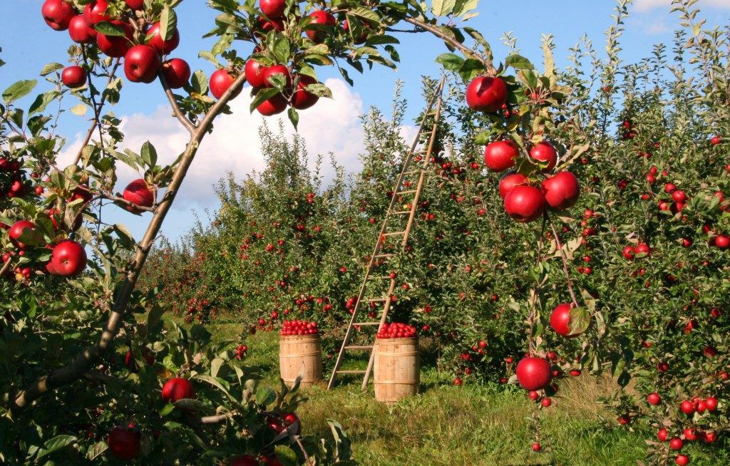 apple
