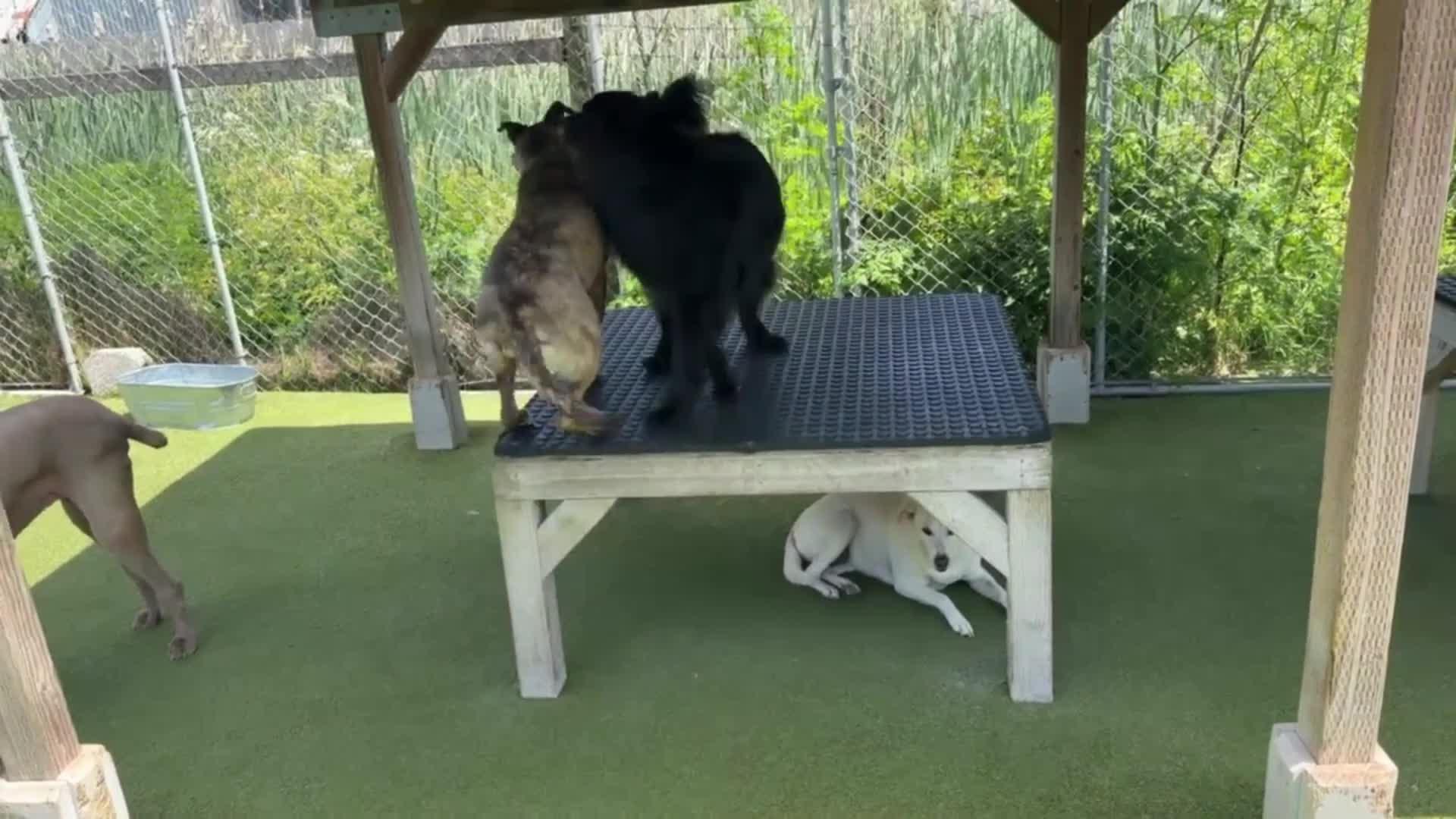 dogs playing in pool.