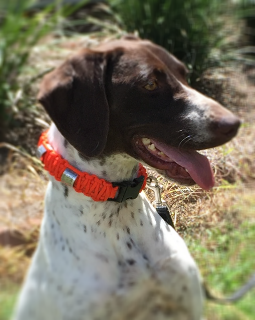 Breeze Altamaha Canine Consulting