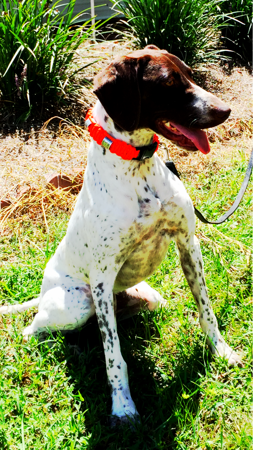 Breeze Altamaha Canine Consulting