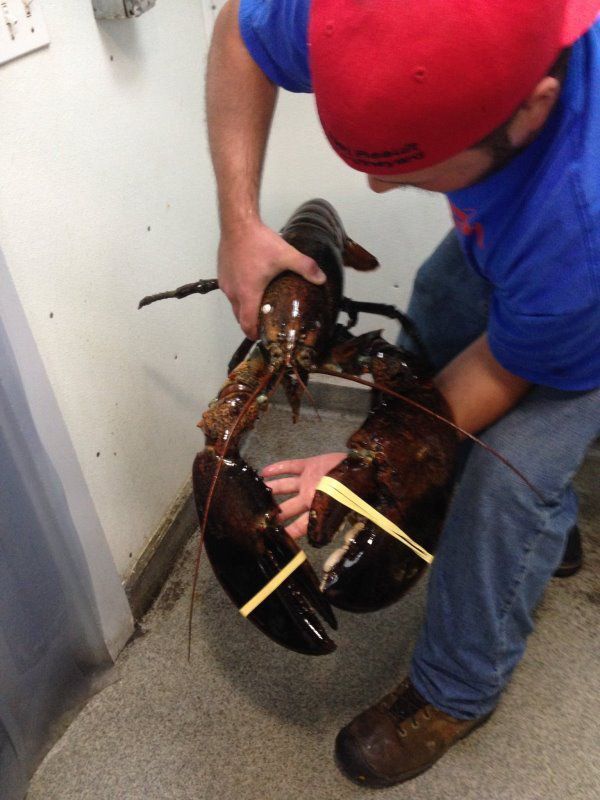 Sea Food
