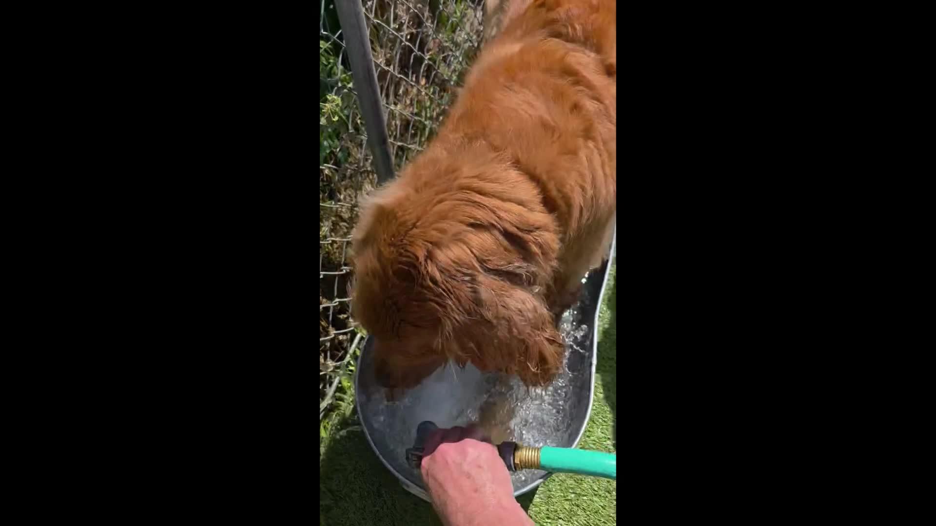 Dogs Playing