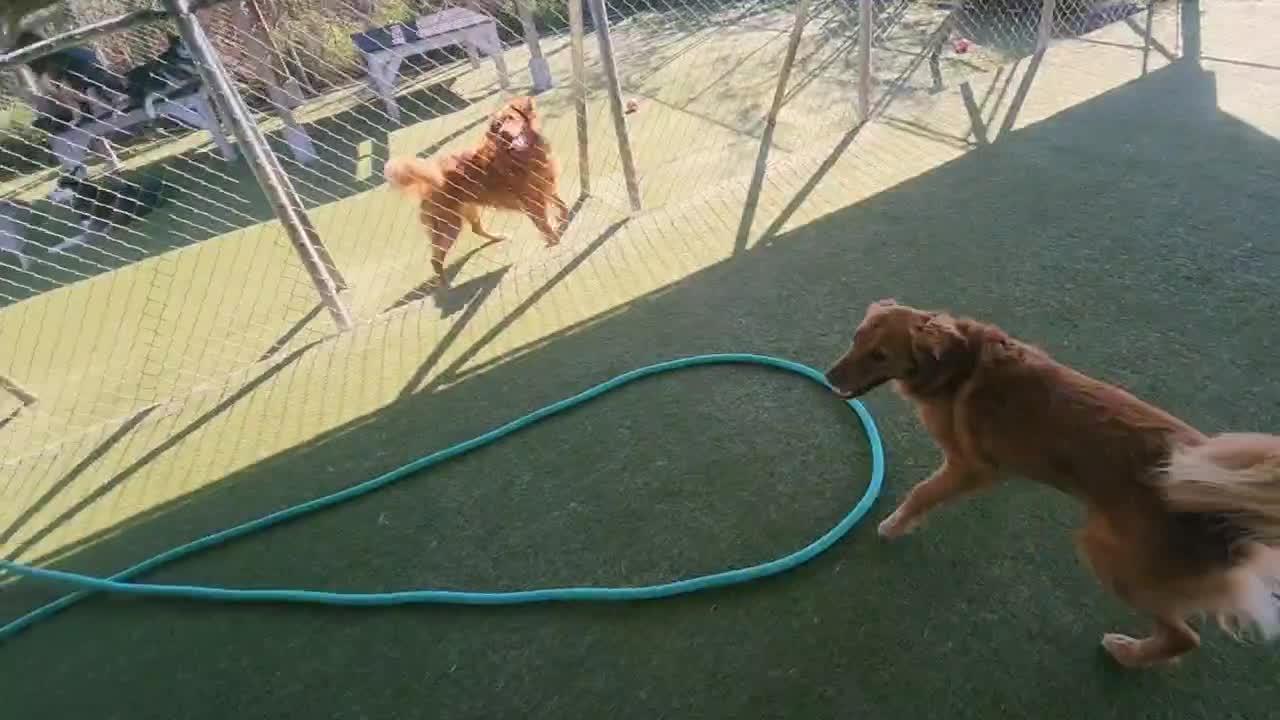 dogs playing