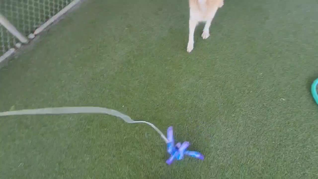Dogs playing