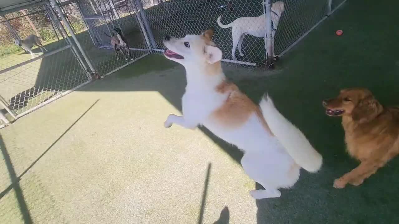 dogs playing