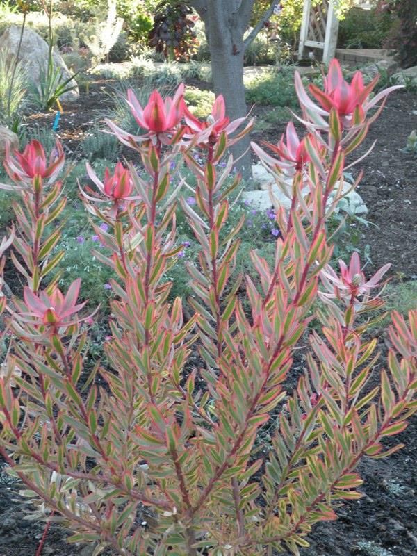 Drought Tolerant Plants