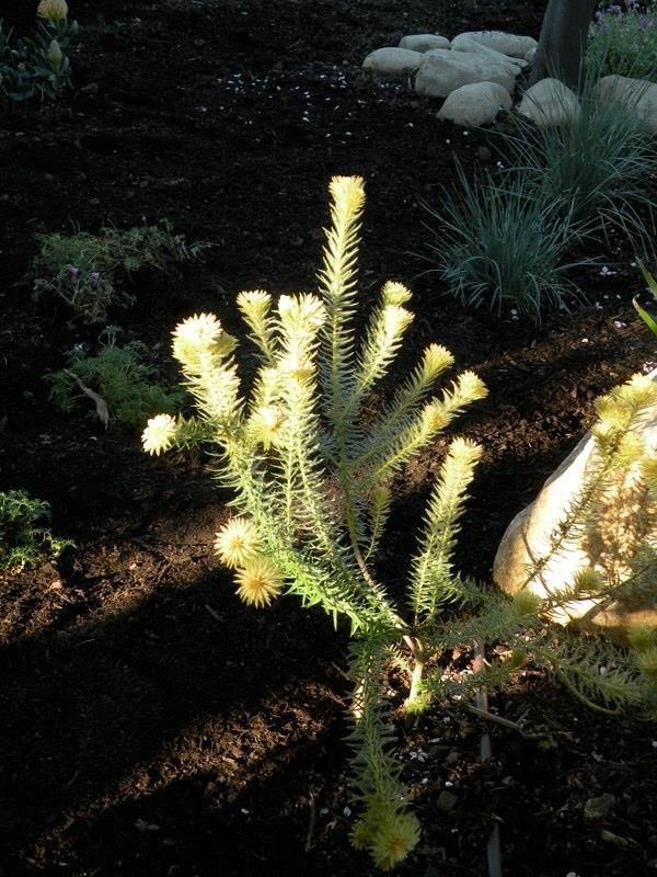 Drought Tolerant Plants