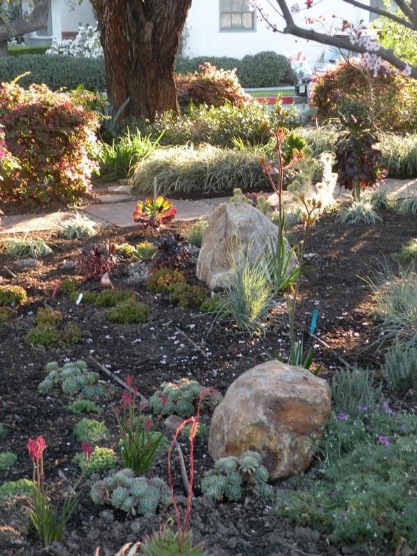 Drought Tolerant Plants