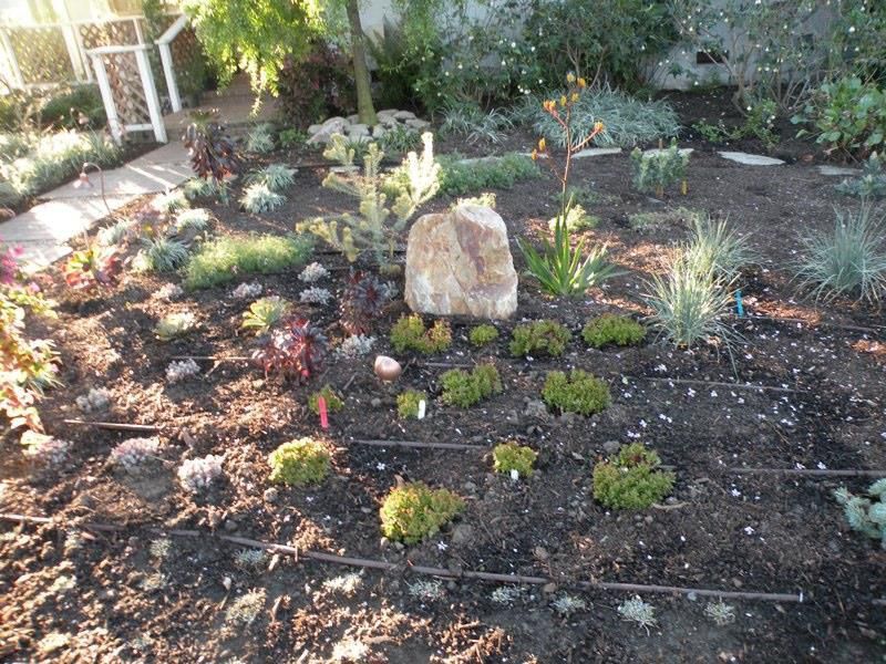 Drought Tolerant Plants