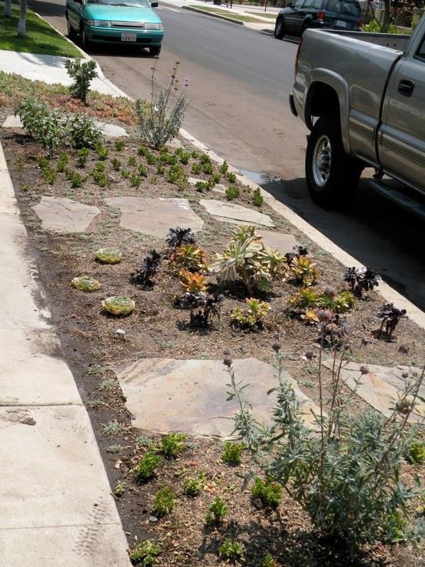 Drought Tolerant Plants