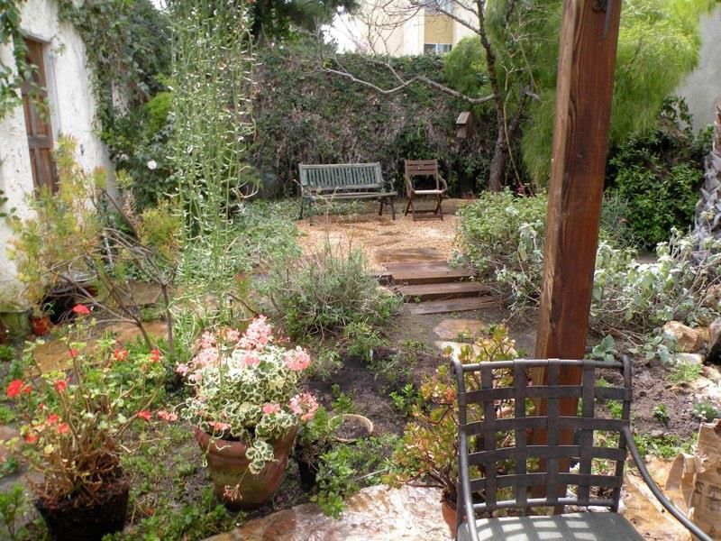 Drought Tolerant Plants