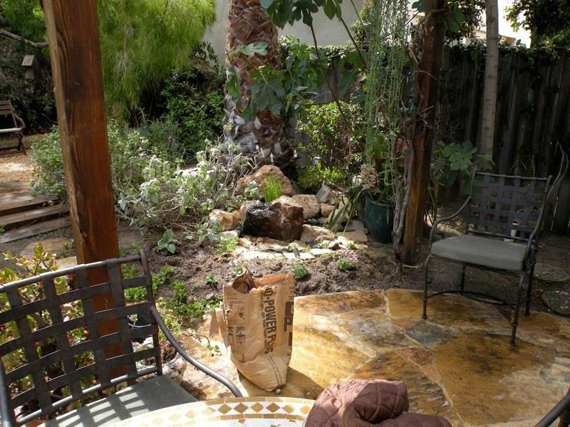 Drought Tolerant Plants